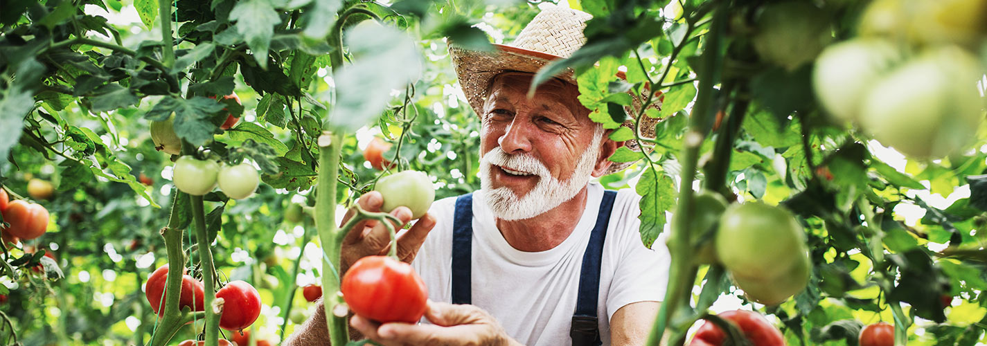 A senior man in his tomato garden, surrounded by an abundant amount of ripe tomatoes.