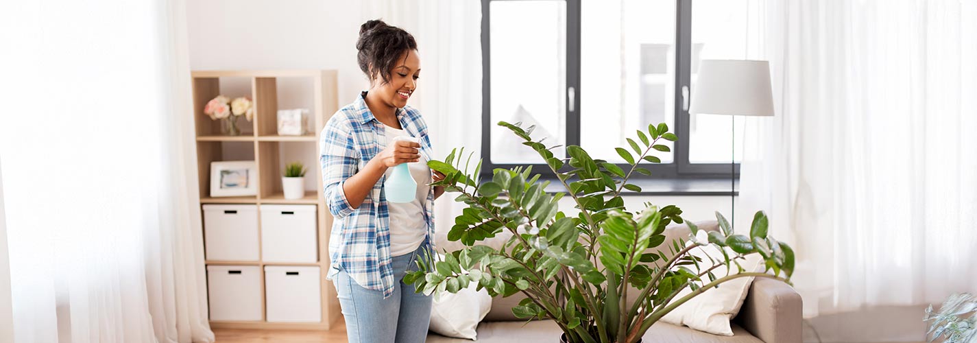 A happy woman spraying a ZZ plant with neem oil to clean the leaves.